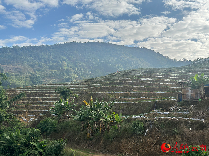 绿春县平河镇东斯村委会一垄垄梯田式的人参果基地。人民网 曾智慧摄