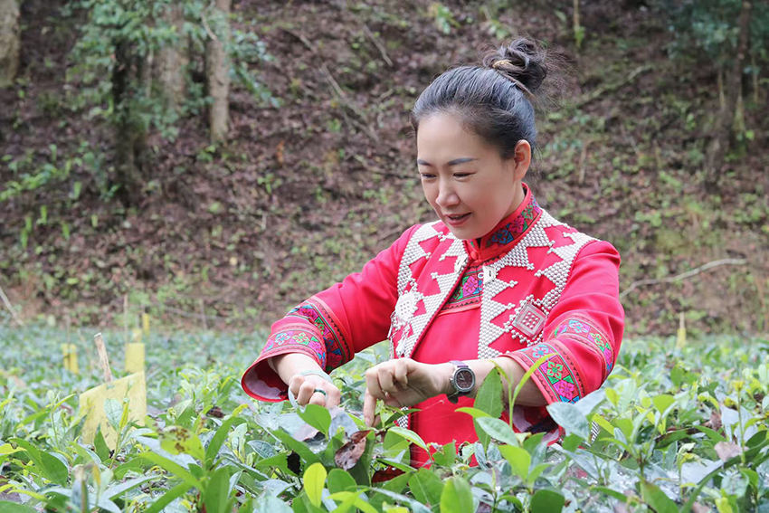 陈晓芬正在采摘“玛玉茶”。受访者供图